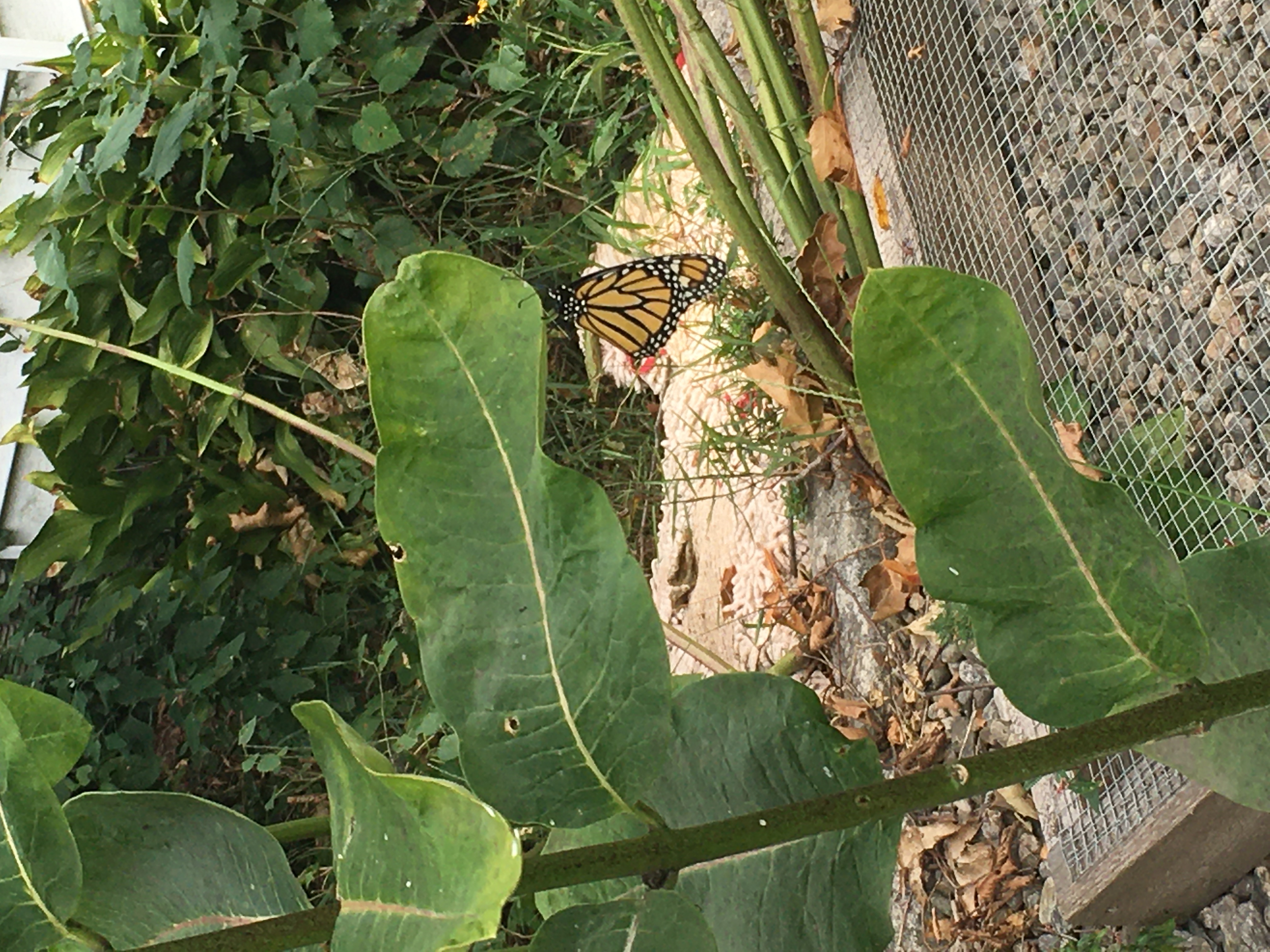 136 Housatonic Drive